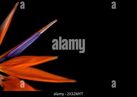 Primo piano del fiore di Strelitzia su sfondo nero Foto Stock