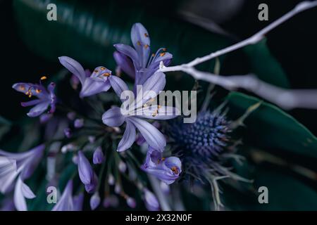 primo piano di fiori blu su sfondo scuro Foto Stock