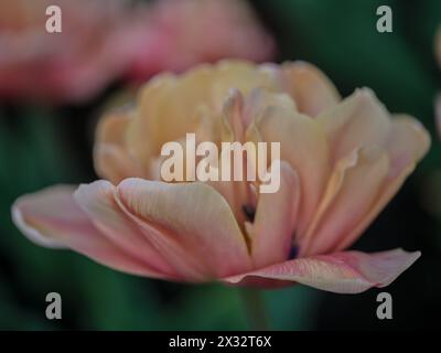 Primo piano con tulipani colorati Colofrul Foto Stock
