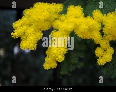 Fiori di Acacia Dealbata (Mimosa) gialli soffici da vicino che crescono su un albero in una serra britannica in inverno Foto Stock