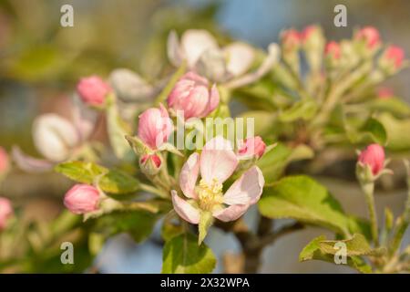 Primo piano di un fiore di mela rosa e bianco con gemme intorno, all'inizio della primavera Foto Stock