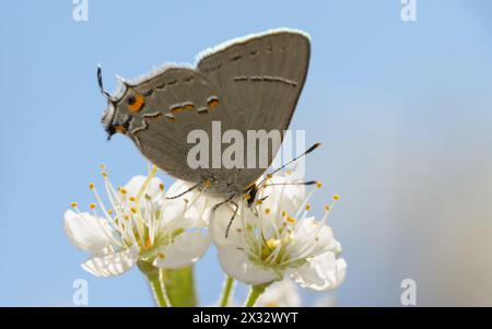 Primo piano di una minuscola farfalla Gray Hairstreak che impollina una prugna selvatica, con sfondo blu del cielo Foto Stock