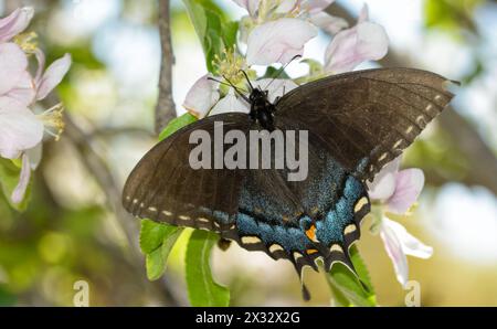 Femmina, morph nero, farfalla della tigre orientale, coda di rondine, che impollina un fiore di mela Foto Stock