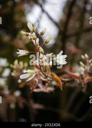 Amelanchier x lamarckii in fiore, un albero che fiorisce a fine inverno / inizio primavera, il campione perfetto per l'interesse stagionale in un piccolo giardino Foto Stock