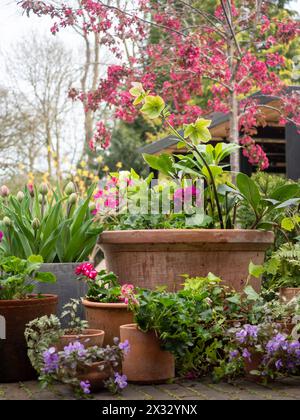 Un'esposizione di vasi da giardino in primavera con la fioritura di mele di granchio rosa sullo sfondo che mostra giardinaggio multilivello in un piccolo spazio Foto Stock