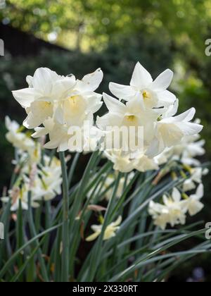 Narcissus "Starlight Sensation" - fiori di narcisi bianchi cremosi da vicino dal basso Foto Stock