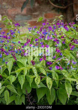 Lathryus vernus o vetchling primaverile - una pianta cespugliosa a bassa crescita, con fiori di pisello dolce blu e viola che cresce in primavera Foto Stock