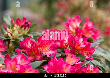 Fiori rossi rododendri in fiore in un giardino Foto Stock
