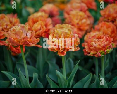 Primo piano con tulipani colorati Colofrul Foto Stock