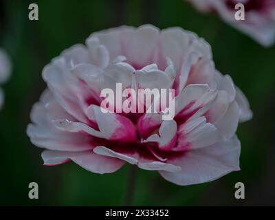 Primo piano con tulipani colorati Colofrul Foto Stock