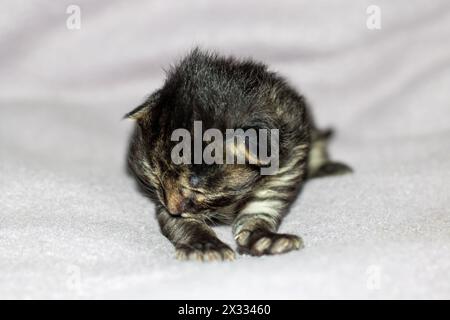 Un piccolo gattino Felidae con i baffi si appoggia su una coperta bianca. Gatto domestico pantaloncini con pelliccia, artigli e coda, tipico di piccole e medie dimensioni Foto Stock