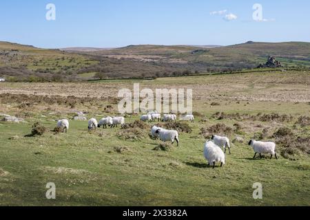 Pecora con testa nera che pascolano a Dartmoor Devon UK Foto Stock