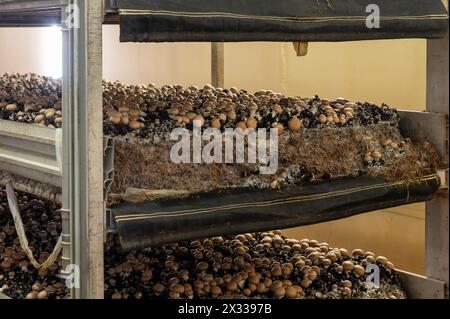 La coltivazione di funghi champignoni bruni e micelio cresce dal compost all'involucro in un'azienda agricola biologica nei Paesi Bassi, nell'industria alimentare in Europa, da vicino Foto Stock