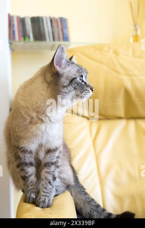 gatto con occhi blu seduto su una sedia di pelle Foto Stock