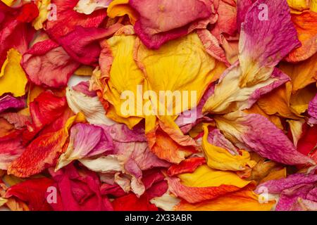 Un mucchio di petali di fiori secchi in una vista ravvicinata Foto Stock