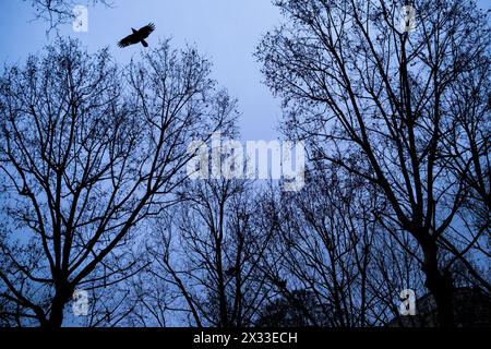 Uccello di tipo Raptor che vola attraverso gli alberi del Parc Montsouris in una mattinata d'inverno a Parigi, capitale della Francia, il 5 gennaio 2023. Oiseau de type rapc Foto Stock