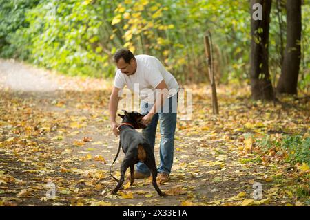 Dobermann sta tenendo il bastone in una foresta vicino all'uomo. Foto Stock