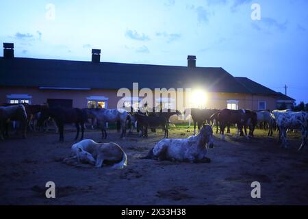 MOZHAISK, RUSSIA - JUN 08, 2014: Scuderia con animali al ranch equestre Avanpost in serata Foto Stock