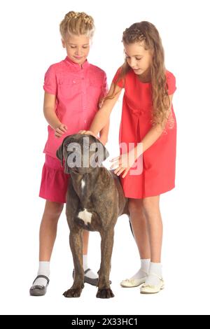 Due belle ragazze accarezzano una testa di cani grossi isolata sul bianco. Concentrati sul cane Foto Stock