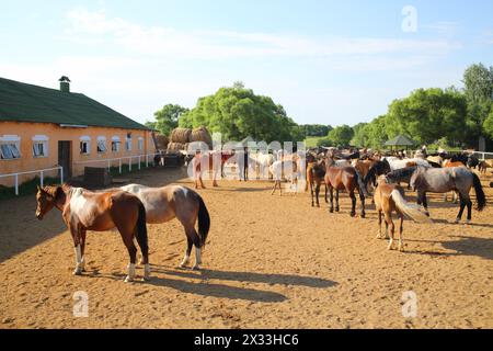 MOZHAISK, RUSSIA - JUN 08, 2014: Scuderia con rifugio per cavalli nel ranch equestre Avanpost Foto Stock