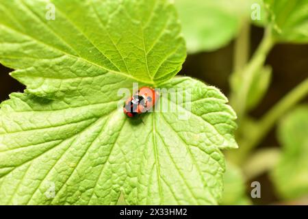 Due coccinelle rosse si riproducono su un'ampia foglia verde. Foto Stock