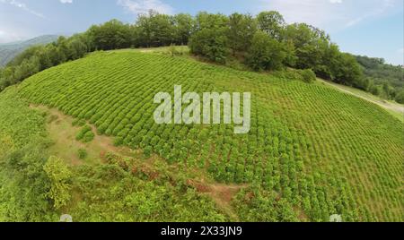 Campo da tè in montagna con foresta in estate. Vista aerea. Foto con rumore proveniente dalla Action camera Foto Stock