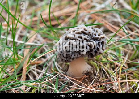 Lago Whitmore, Michigan, Stati Uniti. 23 aprile 2024. Un fungo morel si apre nell'erba di Whitmore Lake, Michigan. (Credit Image: © Mark Bialek/ZUMA Press Wire) SOLO PER USO EDITORIALE! Non per USO commerciale! Foto Stock