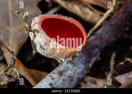 I funghi rossi sarcoscypha, commestibili in primavera, crescono nella foresta. primo piano. Sarcoscypha austriaca o Sarcoscypha coccinea - funghi della prima stagione primaverile, kn Foto Stock