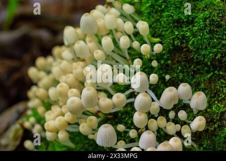 La Mycena epipterygia è una specie di fungo della famiglia delle Mycenaceae dei funghi comunemente presenti in Europa. È comunemente nota come calotta gialla o y Foto Stock