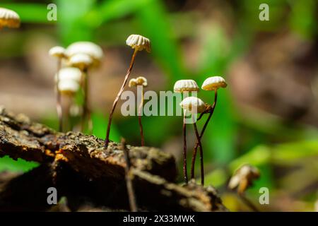 Marasmius rotula, chiamato fungo rotaia, marasmio rotaia, piccola ruota, paracadute con colletto, o fungo dei capelli di cavallo. Foto Stock
