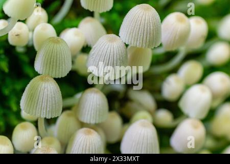 La Mycena epipterygia è una specie di fungo della famiglia delle Mycenaceae dei funghi comunemente presenti in Europa. È comunemente nota come calotta gialla o y Foto Stock