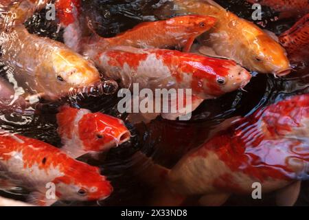 Le carpe koi rosse nuotano in acqua. Molti pesci. La carpa giapponese Amur Foto Stock