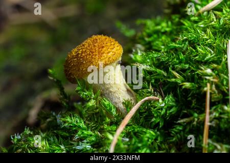 I funghi di funghi miele da vicino su uno sfondo scuro crescono nella foresta. Foto Stock