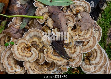 Trametes versicolor, noto anche come Polyporus versicolor, è un fungo poliporico comune che si trova in tutto il mondo e anche un me tradizionale molto conosciuto Foto Stock