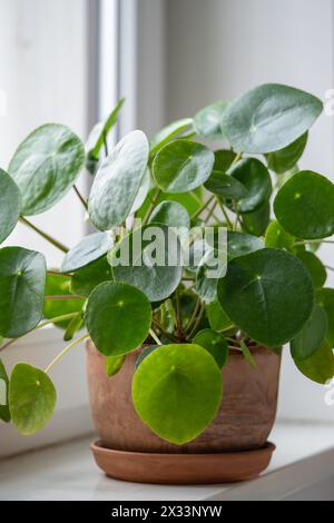 Pilea peperomioides in pentola di terracotta, nota come pianta di denaro cinese su davanzale a casa. Foto Stock