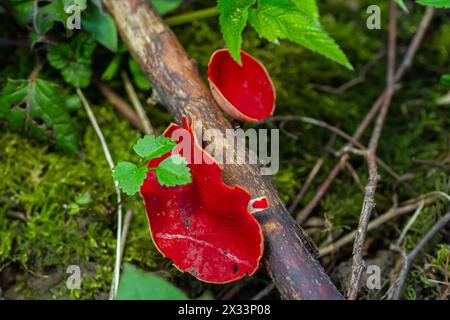 I funghi rossi sarcoscypha, commestibili in primavera, crescono nella foresta. primo piano. Sarcoscypha austriaca o Sarcoscypha coccinea - funghi della prima stagione primaverile, kn Foto Stock