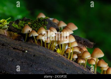 Il fungo non commestibile cresce nelle foreste, nell'Europa centrale, nella Mycena renati. Foto Stock