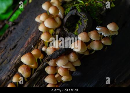 Il fungo non commestibile cresce nelle foreste, nell'Europa centrale, nella Mycena renati. Foto Stock