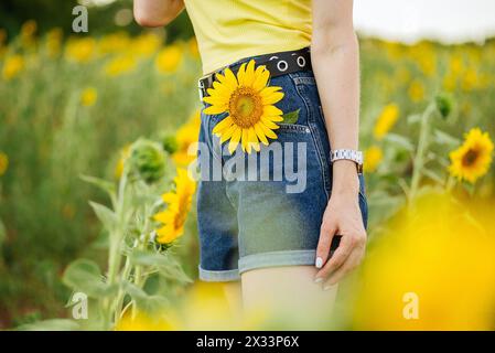 woman in denim shorts holding sunflower in her pocket in the field. Foto Stock