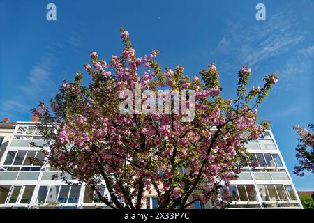 Frühling a Berlino, Kirschblüte am Landwehrkanal, Mauerweg, Alt-Treptow, Berlino, Foto Stock