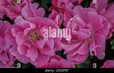 Primo piano con tulipani colorati Colofrul Foto Stock