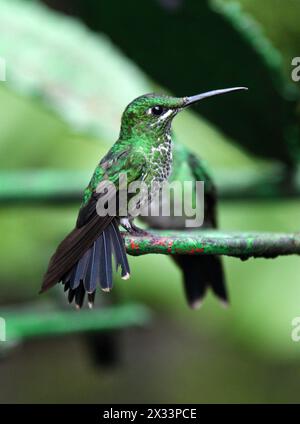 Donna brillante incoronata verde, Heliodoxa jacula, Trochilidae. Monteverde, Costa Rica. Un grosso colibrì. Foto Stock