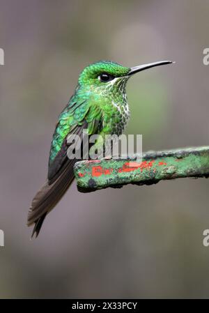 Donna brillante incoronata verde, Heliodoxa jacula, Trochilidae. Monteverde, Costa Rica. Un grosso colibrì. Foto Stock