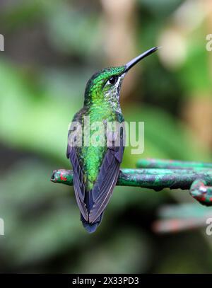 Donna brillante incoronata verde, Heliodoxa jacula, Trochilidae. Monteverde, Costa Rica. Un grosso colibrì. Foto Stock