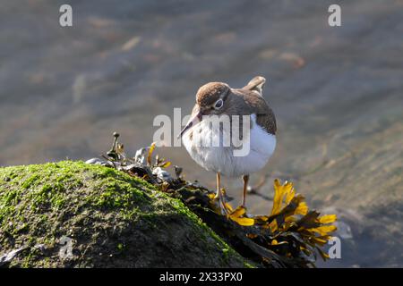 Sandpiper comune in cerca di cibo nel fiume Douro, Portogallo Foto Stock