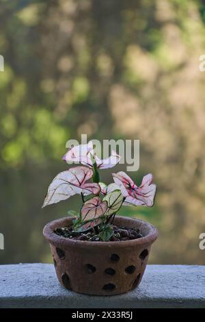 Una pianta bicolore di caladio in una pentola seduta su una sporgenza. Sfondo bokeh sfocato. Foto Stock