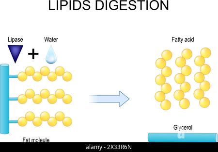 Digestione dei lipidi. Lipolisi. Enzimi lipasi che catalizza l'idrolisi dei grassi. illustrazione piatta vettoriale Illustrazione Vettoriale