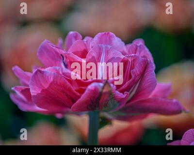 Primo piano con tulipani colorati Colofrul Foto Stock
