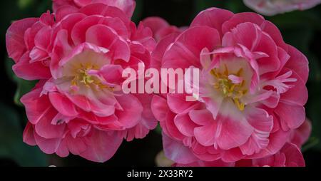 Primo piano con tulipani colorati Colofrul Foto Stock