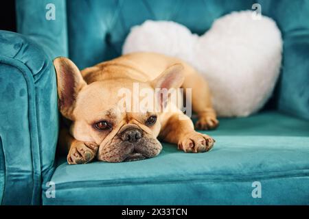 Un piccolo cane marrone riposa tranquillamente su un divano blu. Foto Stock